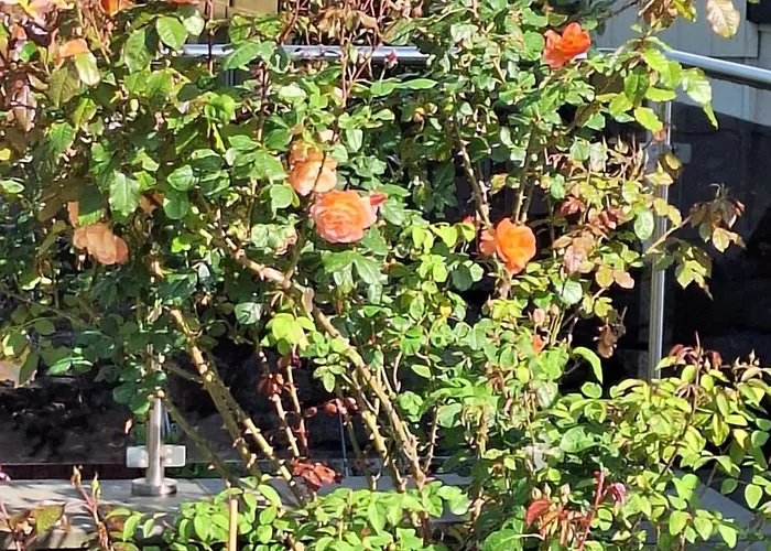 Sonnenhof Haus 1 - Og *